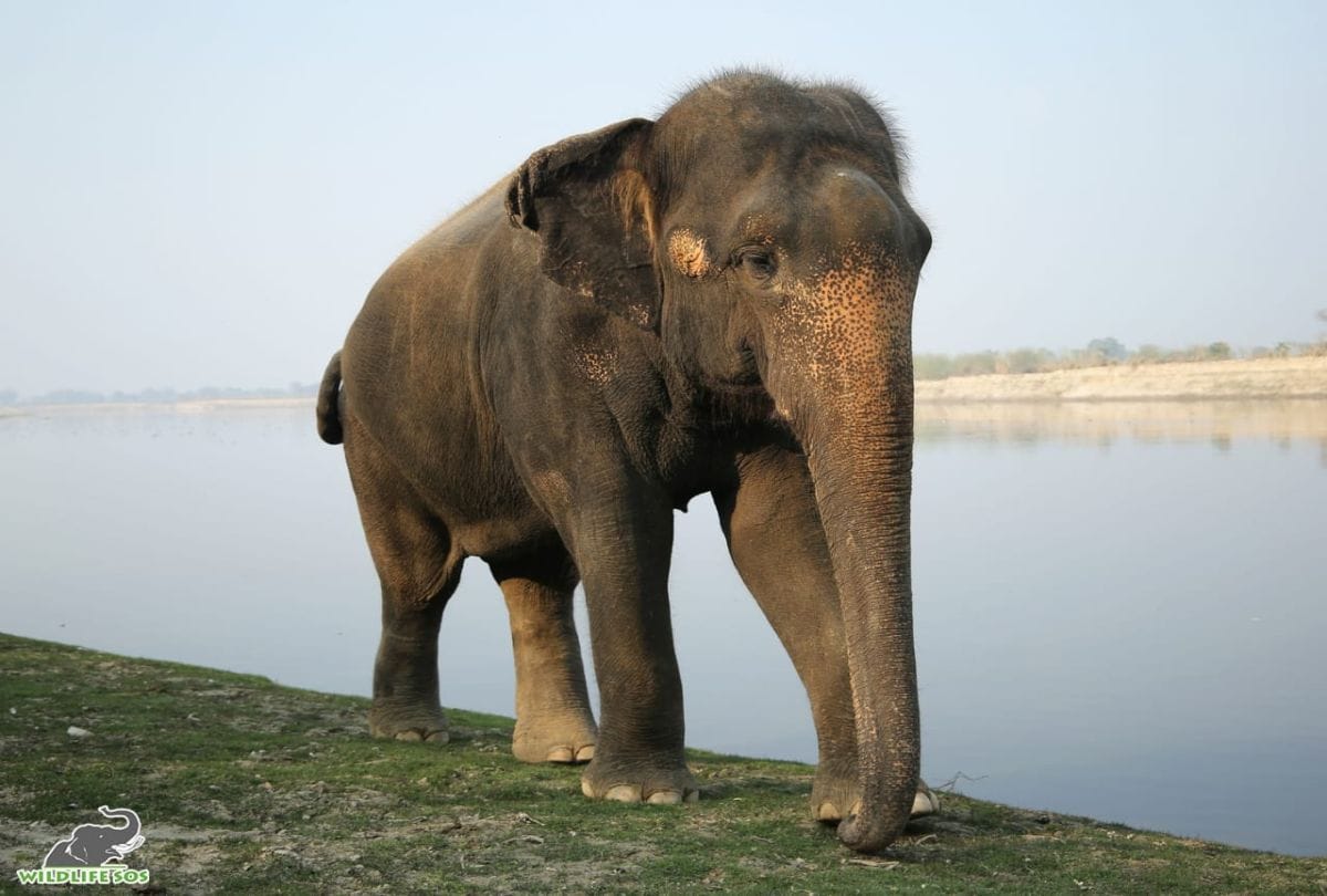 Story Of Rescued Elephant In Churmura