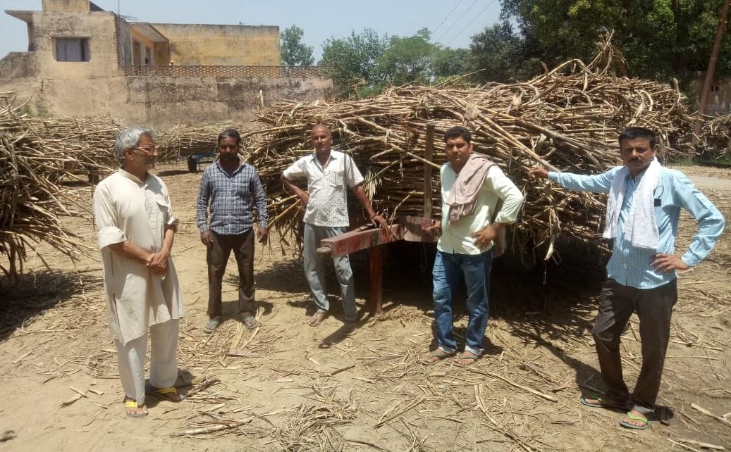 Farmers' sugarcane started drying up
