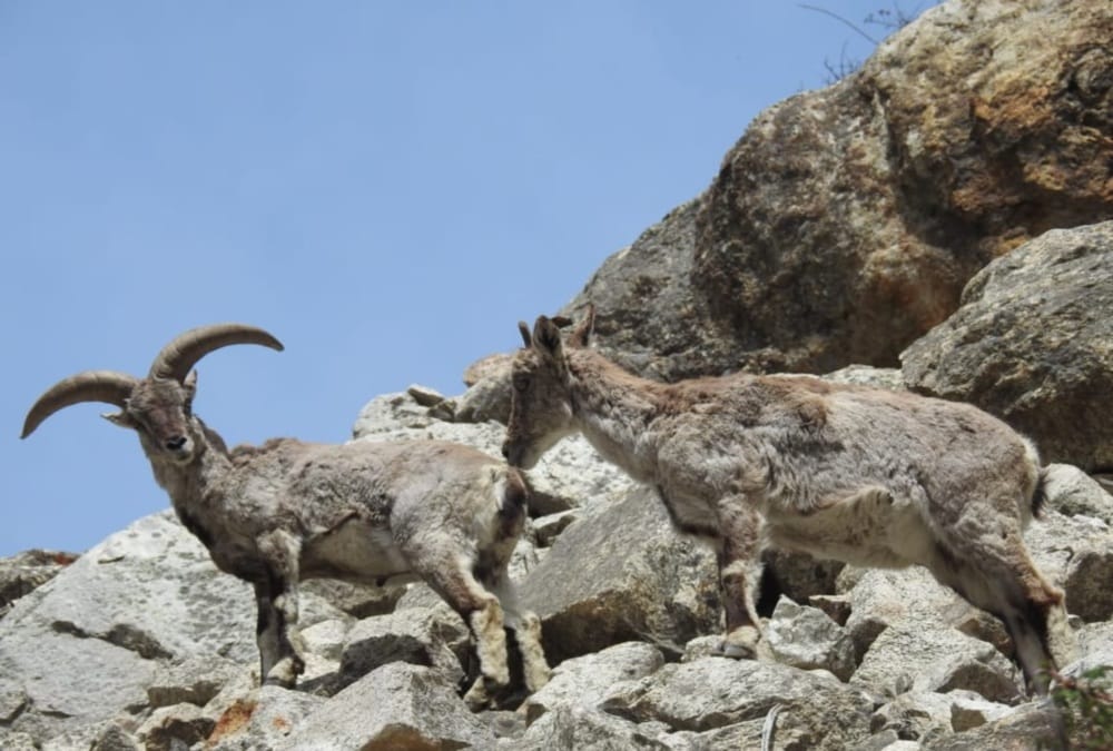 Gangotri National Park: Violent Dogs hunting protected wildlife