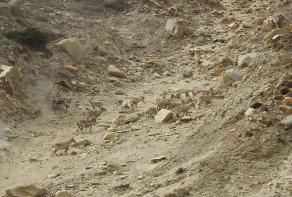 Uttarakhand : Rare species of animals photos capture in trap camera of Gangotri national park