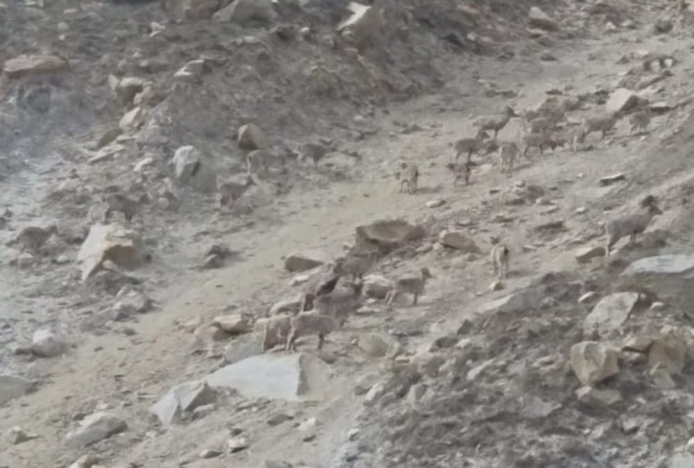 Uttarakhand : Rare species of animals photos capture in trap camera of Gangotri national park