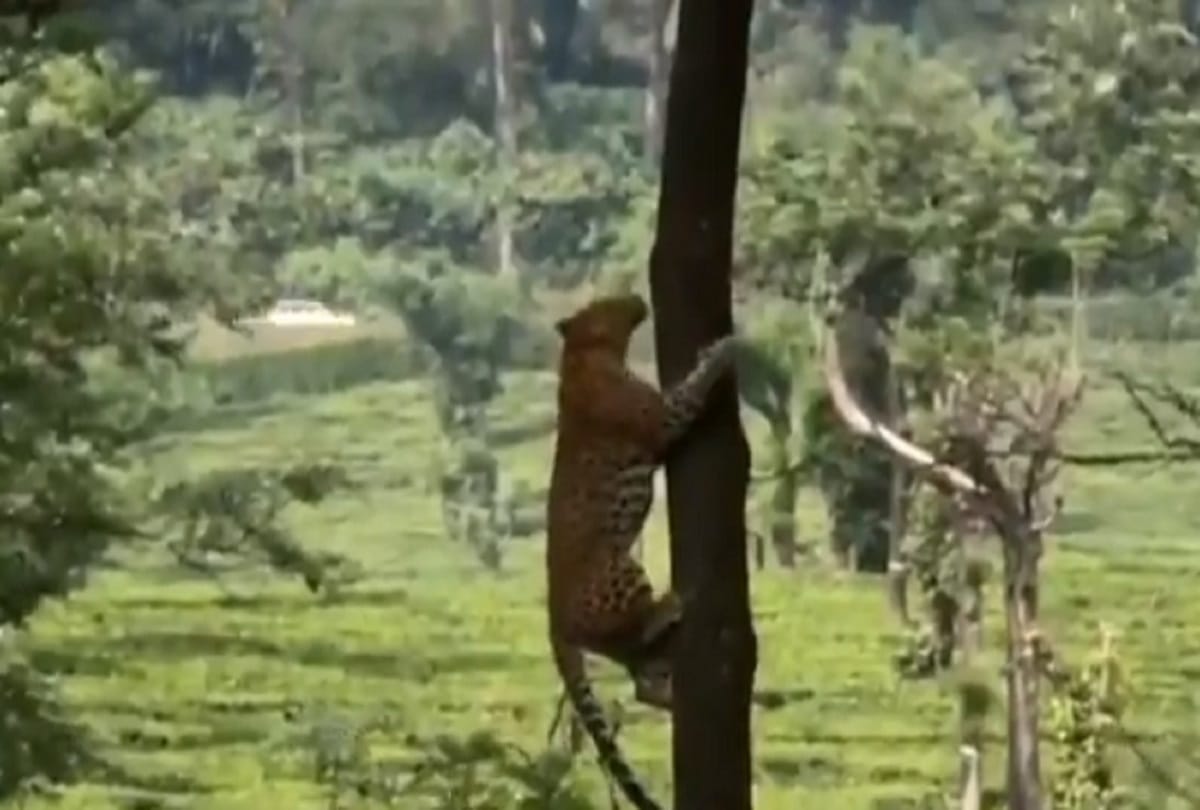 Leopard Jumps from one tree to another Video viral on social media