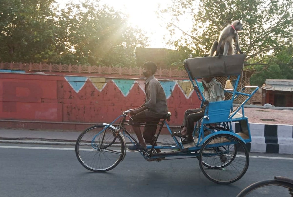 Langur and Pet Owner Followed Social Distancing In Agra Amid Lockdown