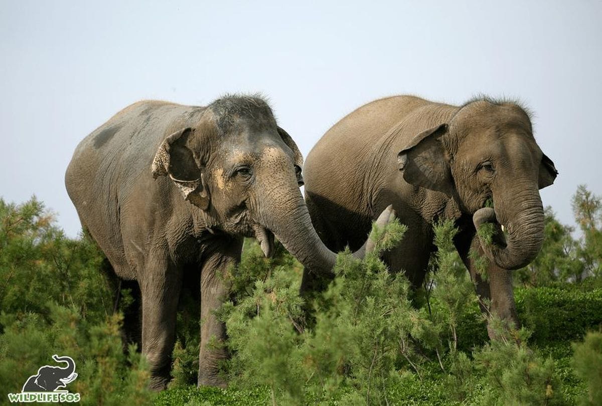 haridwar latest news: wild elephant destroyed crops