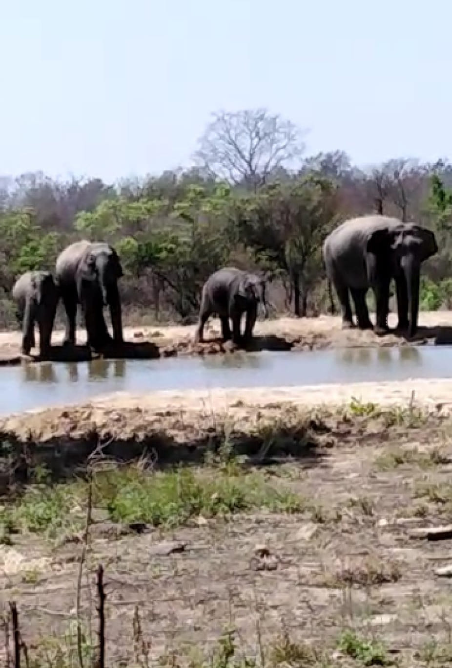Wildlife began to search for whereabouts of water as the weather got warmer