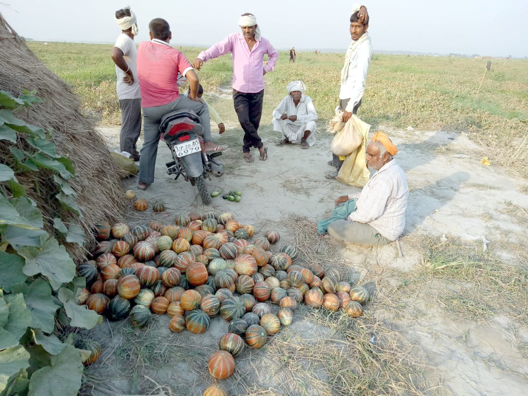 Pelage crops suffered heavy losses in lockdown