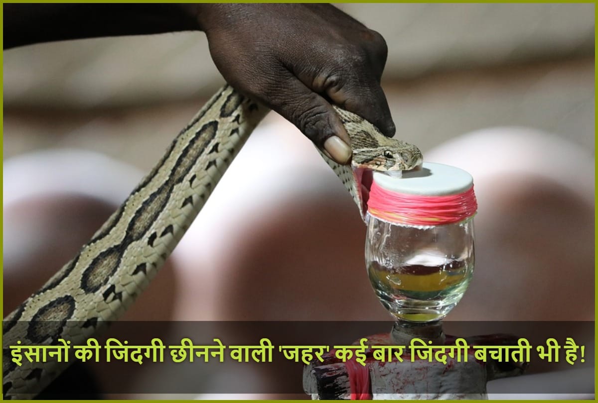 How Pangolin, Scorpio, Snake poisons is life saving medicine for human life in Heart attack, Brain Stroke, Cancer treatment