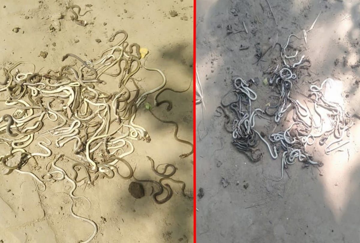 Forest Department filed case against villagers who killed snakes