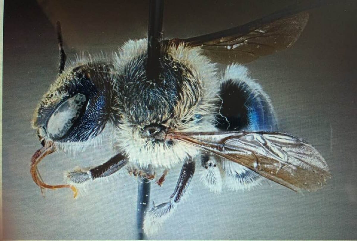Scientists rediscover a rare type of blue bee in Florida which had not been seen since 2016