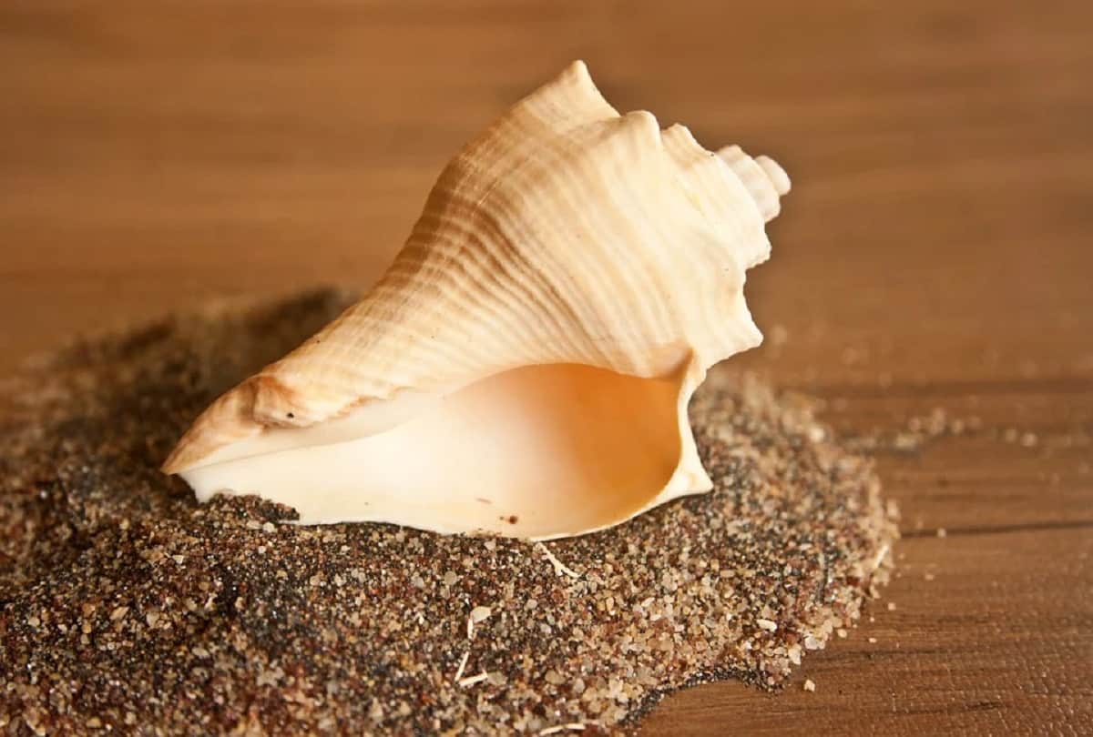 Benefits of keeping conch shells in a pooja house
