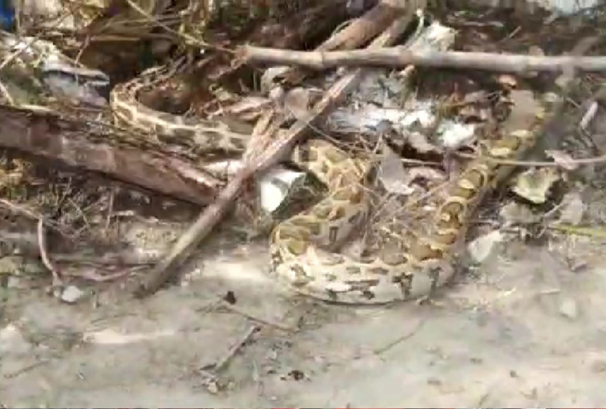Forest Department team failed to catch Dragon see in gorakhpur