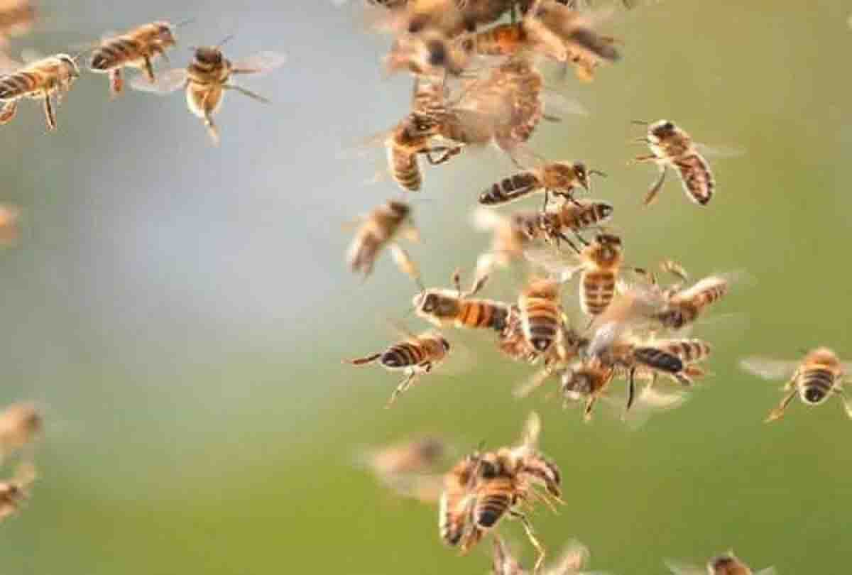 Old farmer died due to bee attack