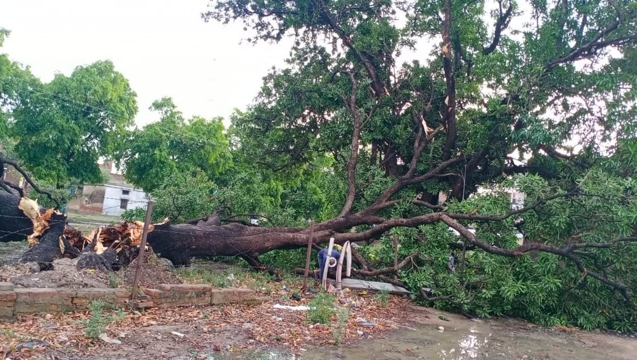 Cyclone Amfan showed impact in Ghazipur, fallen trees and poles