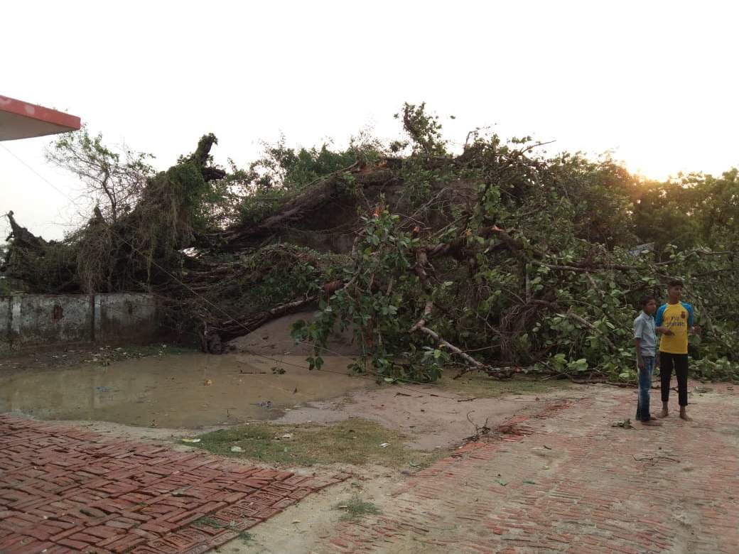Hundreds of trees fell in storm and rain