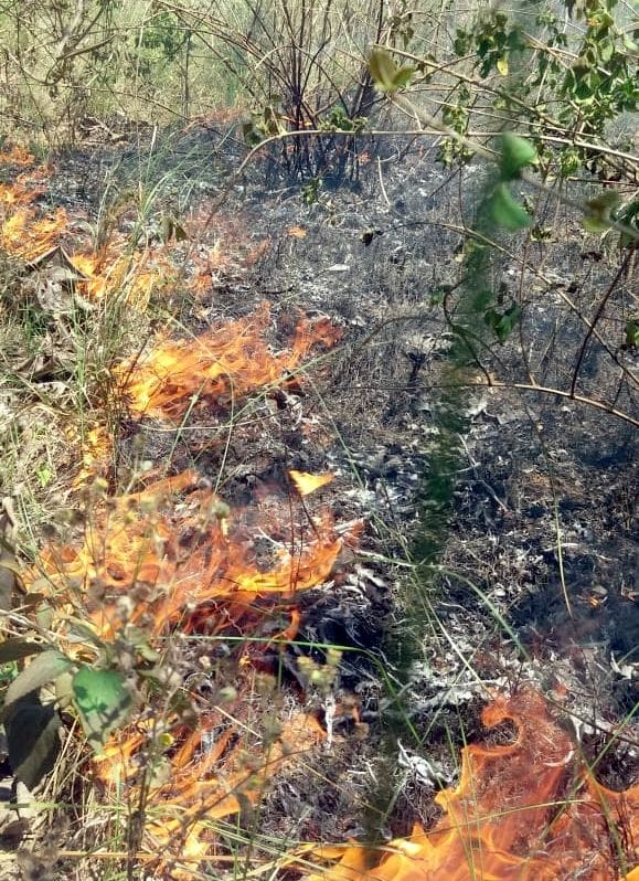 Forest fire could not be extinguished even after two days