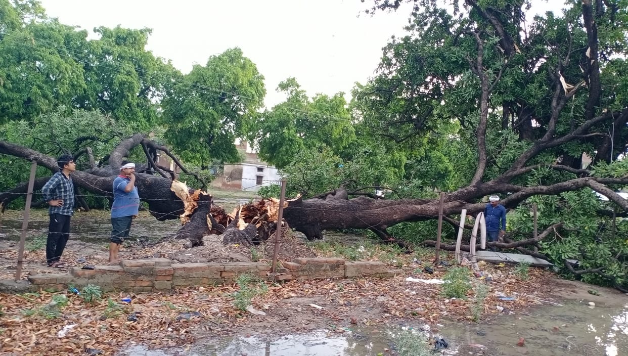 Cyclonic storm, fallen trees and poles in Dildarnagar