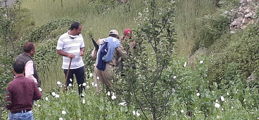 Uttarkashi : Trainee SDM destroyed poppy growing on several hectares of agricultural land