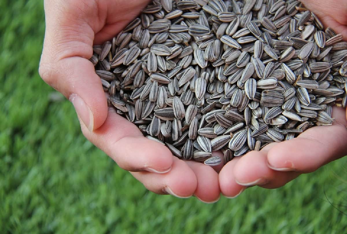 5 states in the india which produce the most grains