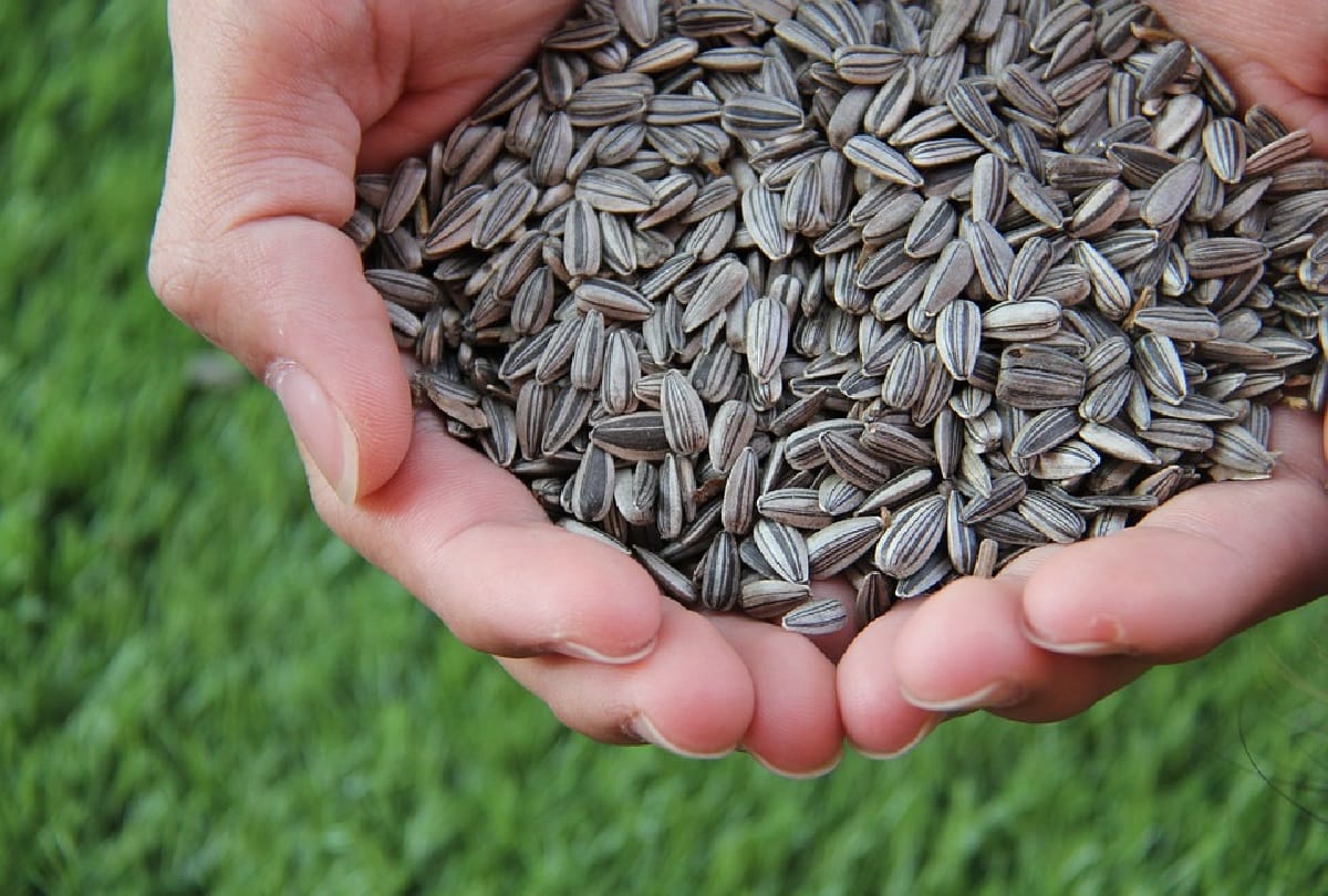 5 states in the india which produce the most grains