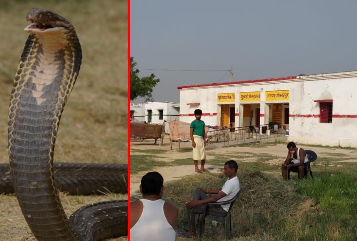 snake entered bed of sleeping Migrant worker in quarantine center gorakhpur