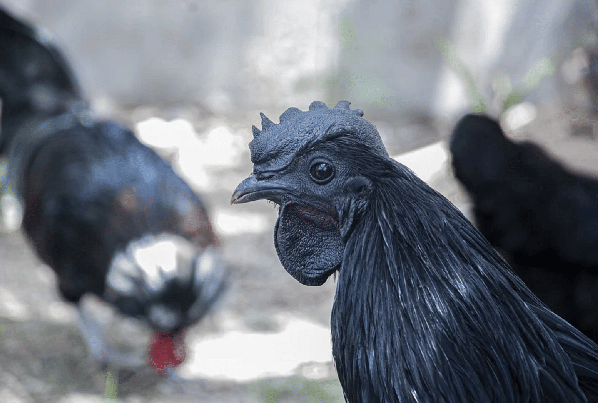 mahendra singh dhoni started kadaknath farming know all thing about special chicken