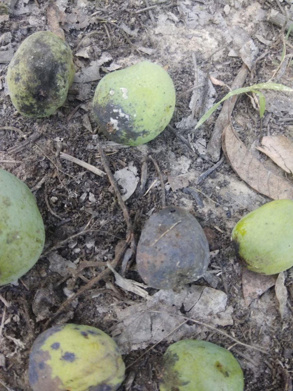 Disease hit on famous fruit strip abroad