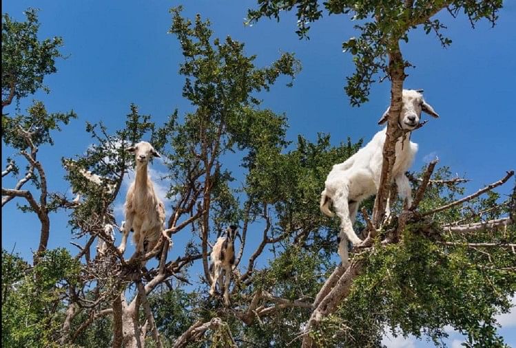 इस देश में बकरियों का मल है बड़ा कीमती, इससे लाखों कमाते हैं लोग - Poop Of  These Moroccan Tree Goats Produces Expensive Argan Oil - Amar Ujala Hindi  News Live