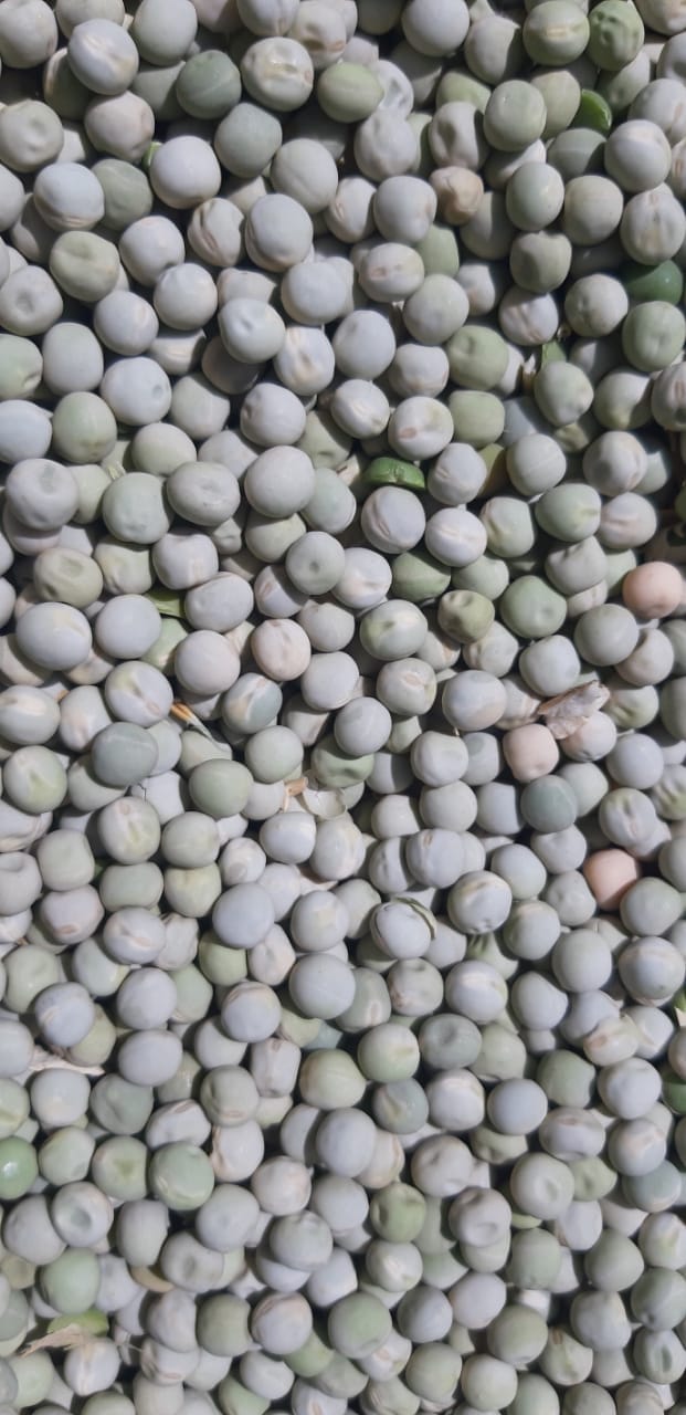 green peas makes farmers prosperous