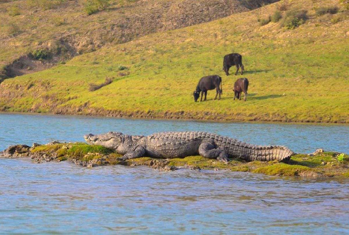 Crocodiles And Dolphins Increased In Chambal River