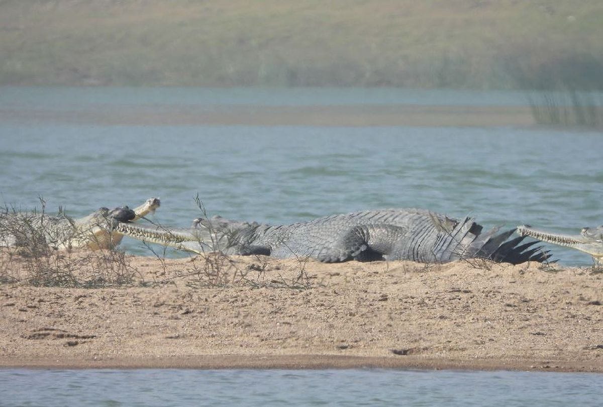 International Biodiversity Day 2020 Special Alligator And Birds In Chambal