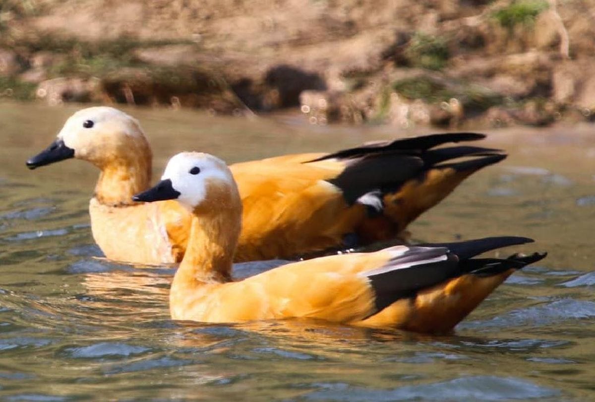 International Biodiversity Day 2020 Special Alligator And Birds In Chambal