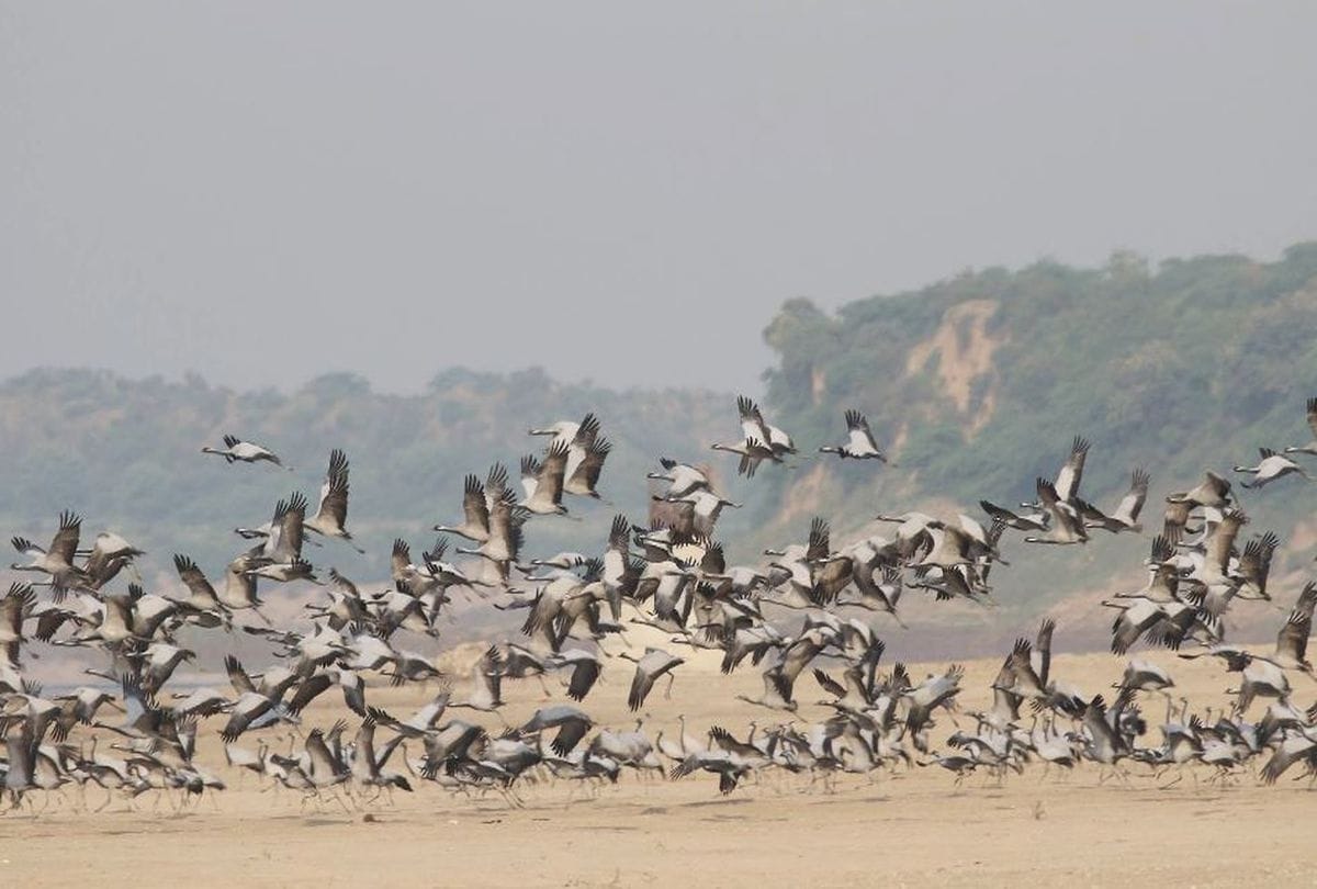 International Biodiversity Day 2020 Special Alligator And Birds In Chambal