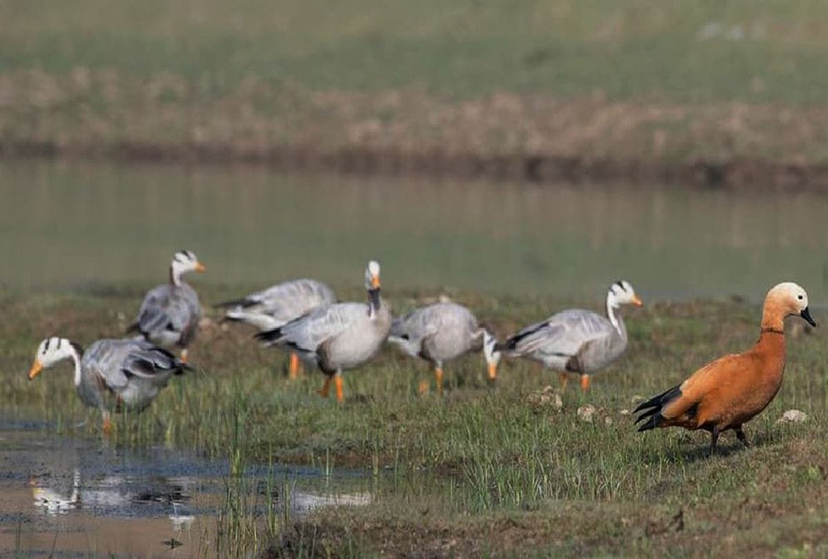 International Biodiversity Day 2020 Special Alligator And Birds In Chambal