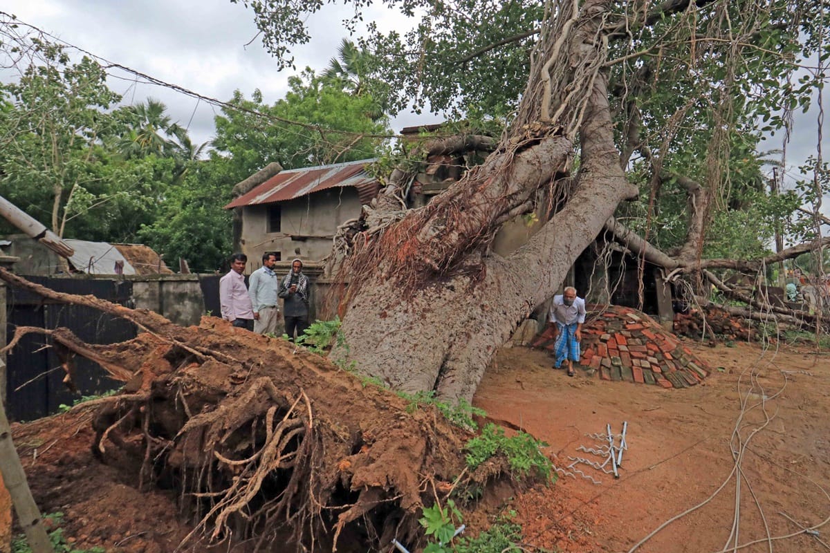 World Environment Day: Corona or Locust attack, all this is result of tampering with nature
