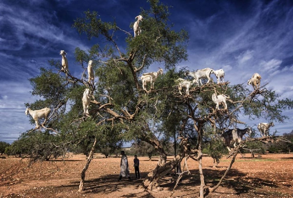 poop of these Moroccan tree goats produces expensive argan oil