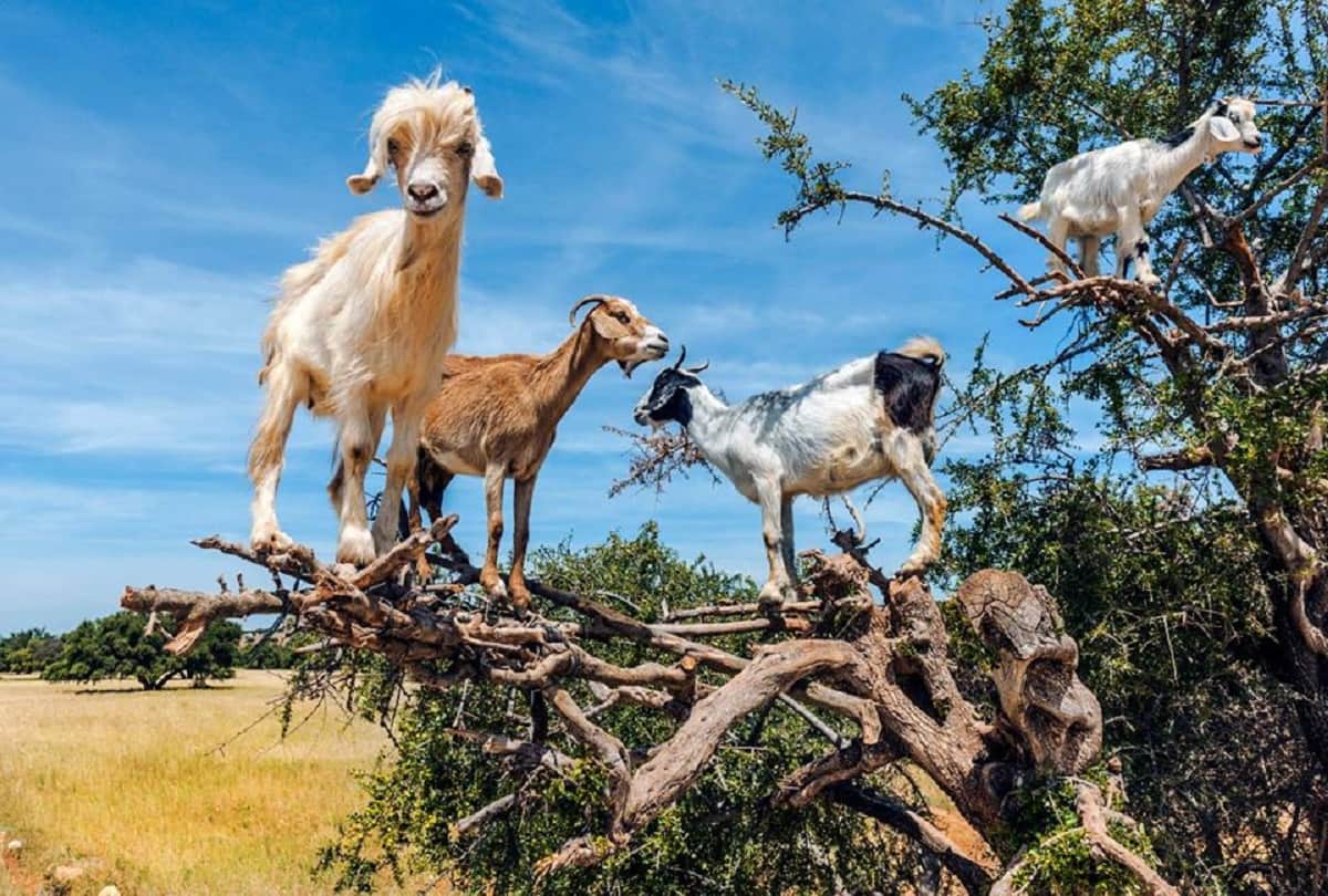 poop of these Moroccan tree goats produces expensive argan oil