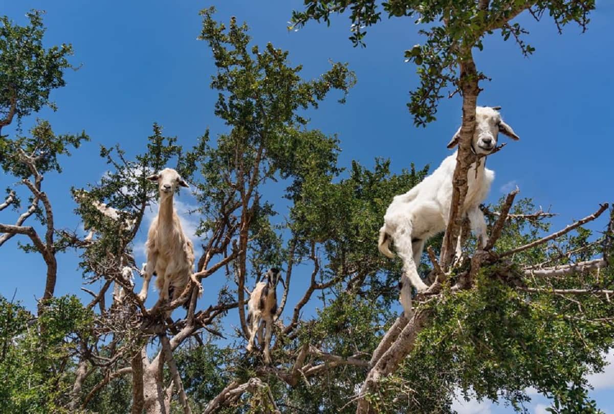 poop of these Moroccan tree goats produces expensive argan oil