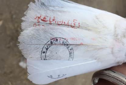 पाकिस्तान से उड़कर आया कबूतर।