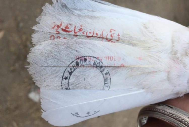A Pigeon caught in Punjab's gurdaspur