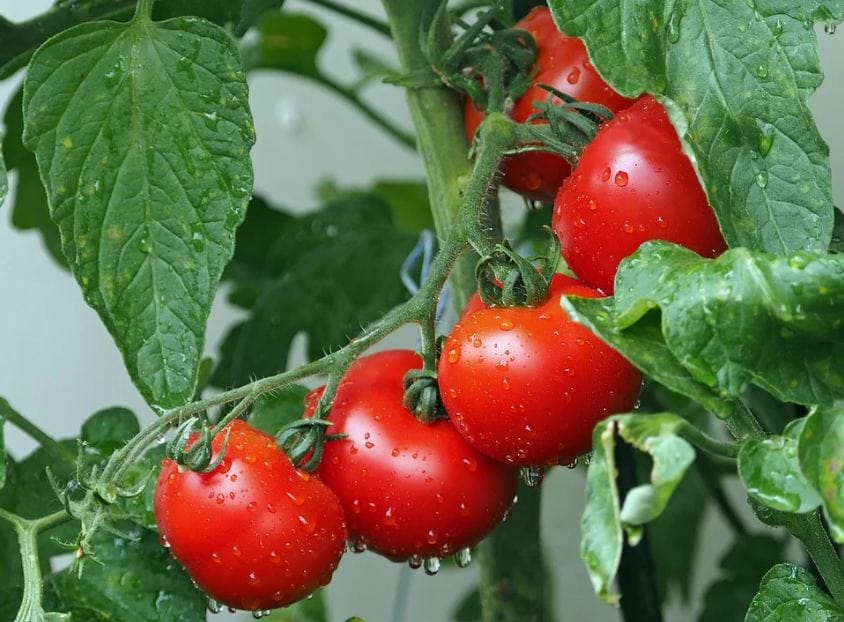 Himachal Pradesh Tomato season completed Tomato farmers bear heavy losses