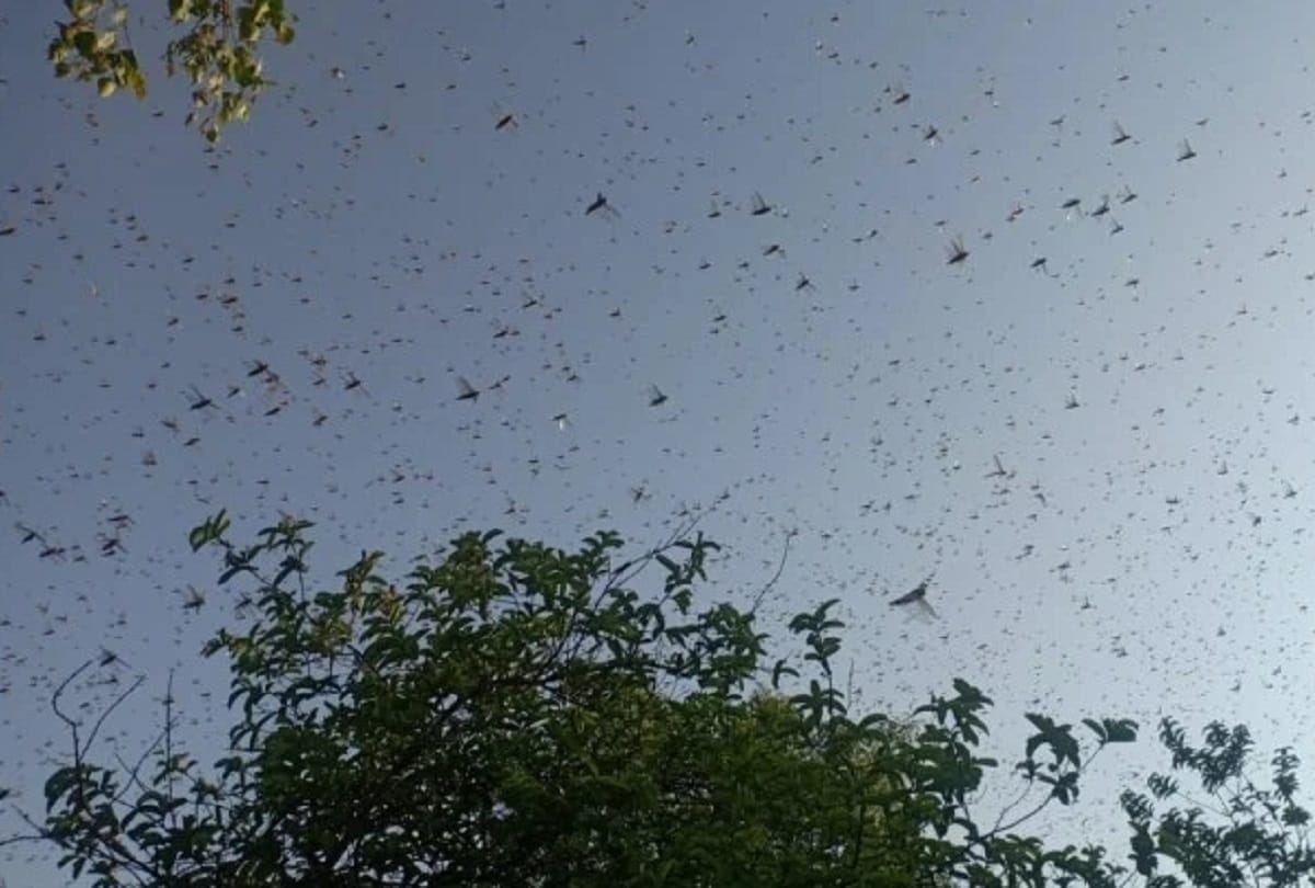 locust hover in sky