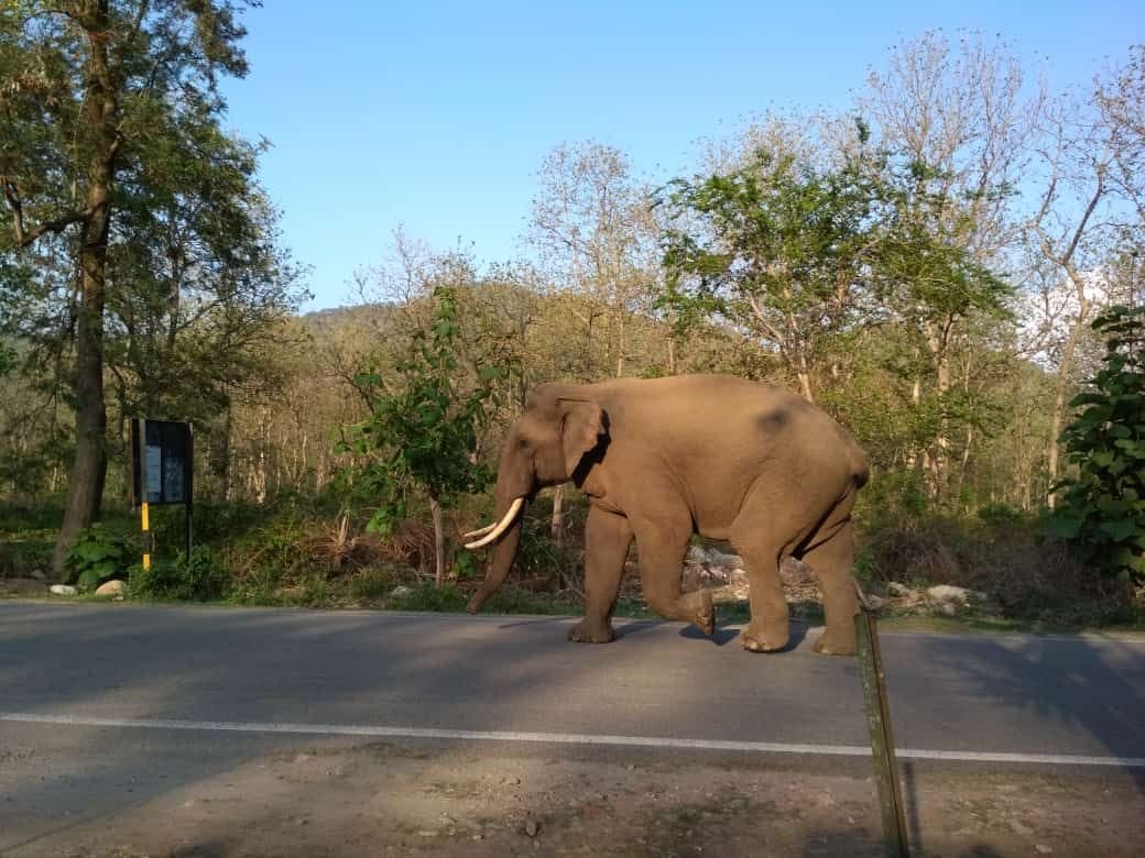 Elephant broke the glass of two cars