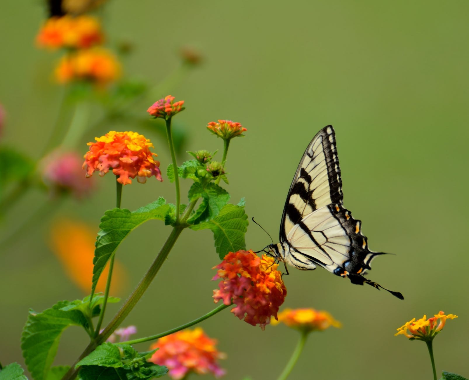 Karnataka Tourism Bisle Ghat Butterfly Forest In India Know How To Travel News In Hindi