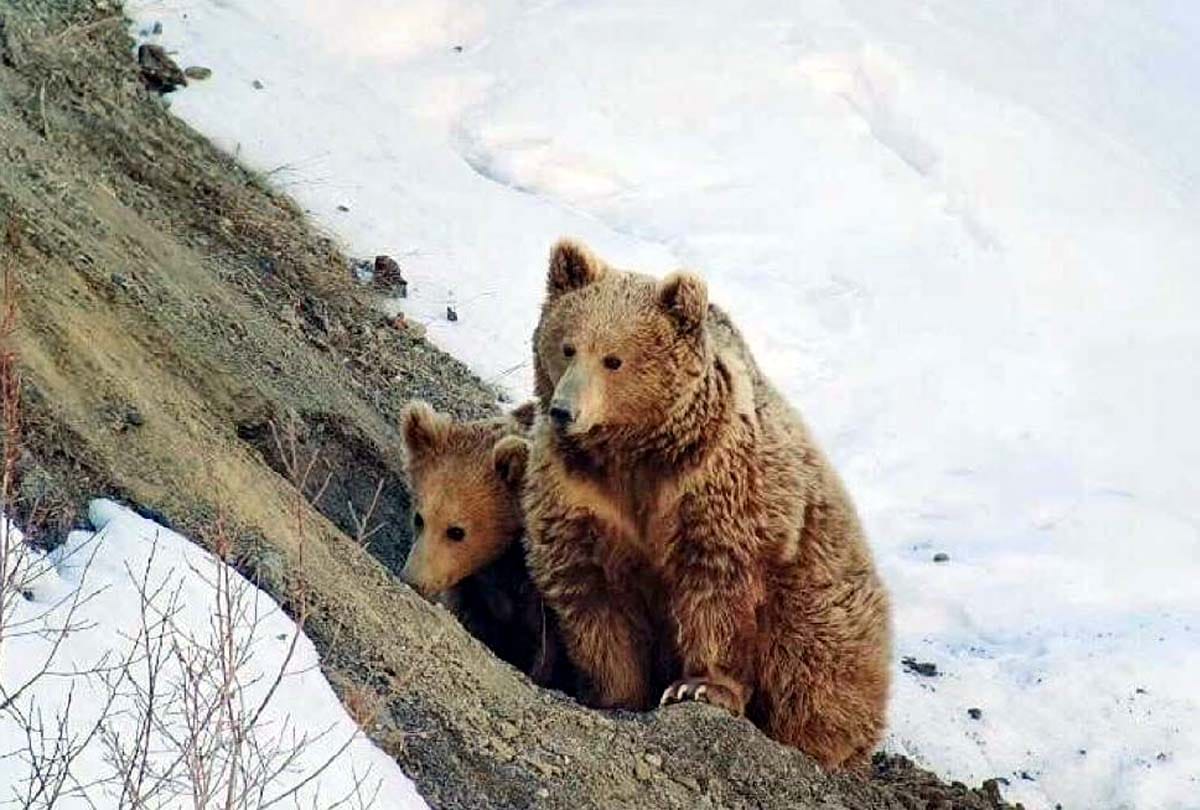Himalayan Brown Beer number started growing, brown bear was lost in Kargil war