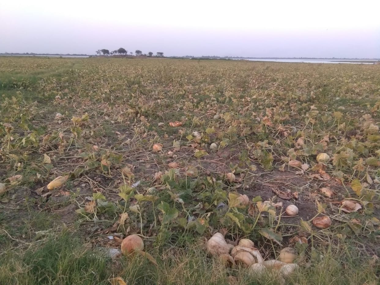 loss in melon farming