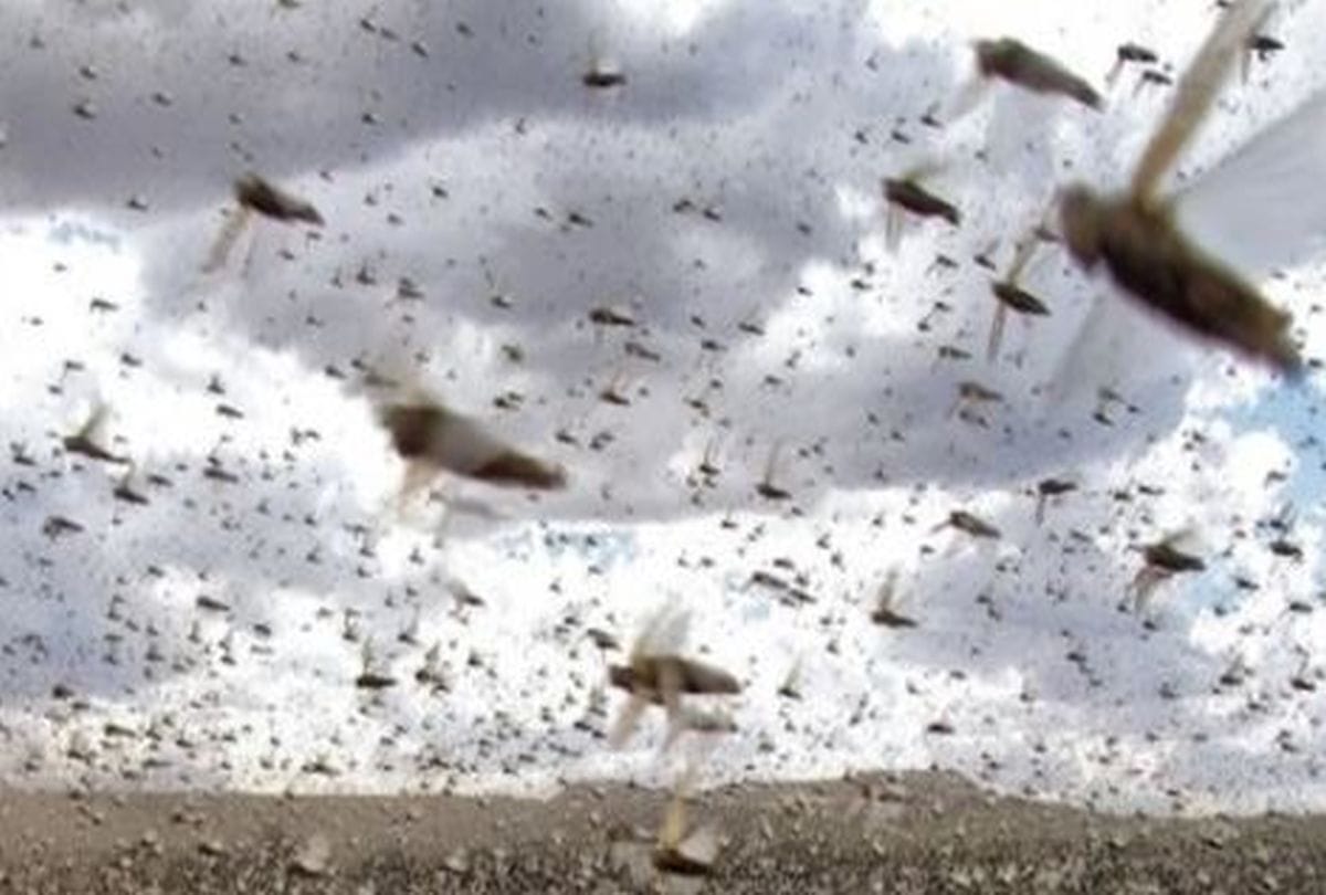 Locust Attack: uttarakhand government on alert mode
