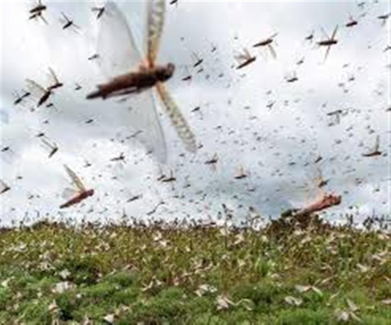 Agriculture department issued an alert on locust attack in varanasi