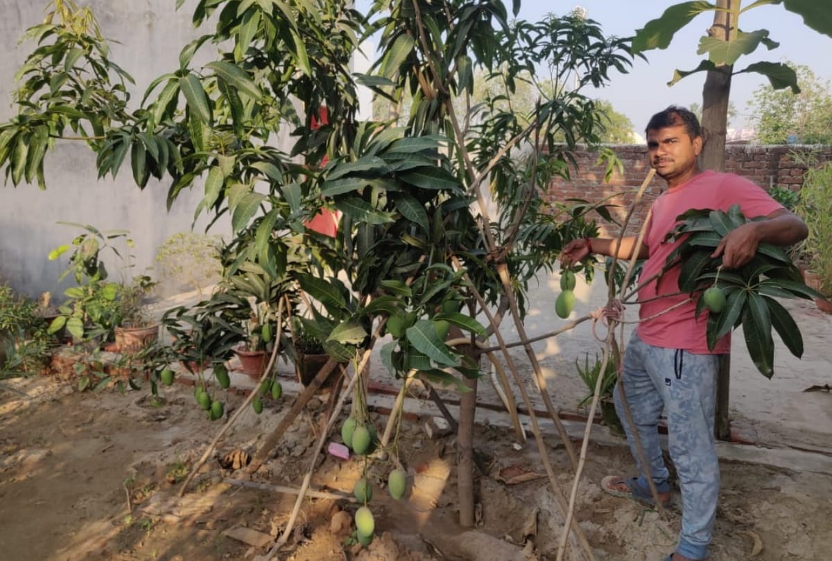 Five species of mangoes in a tree at Gorakhpur