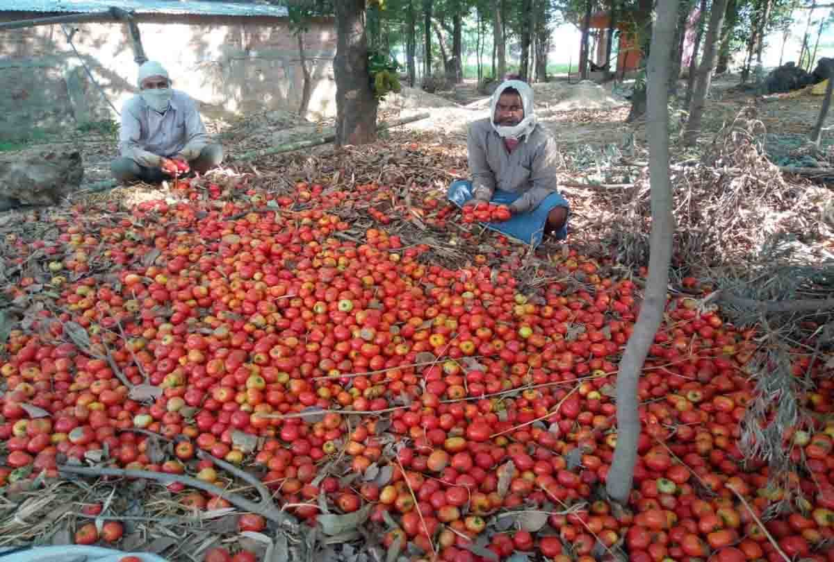 Lockdown: Demand in tomato markets decreased, farmers throw in garbage