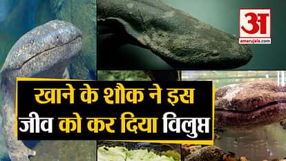 salamander extinct in China